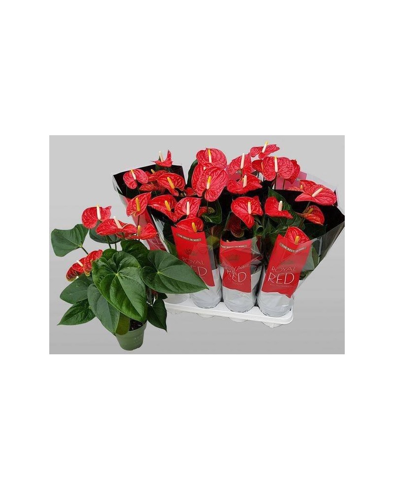 Anthurium 14                                      