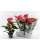 Anthurium 17                                      