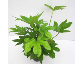 Aralia fatsia japonica m14                        