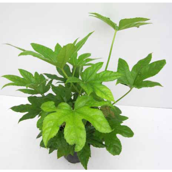 Aralia fatsia japonica m14                        