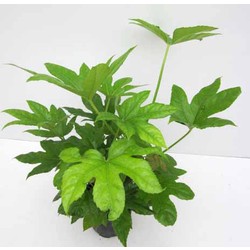 Aralia fatsia japonica m14                        