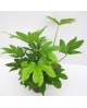 Aralia fatsia japonica m14                        