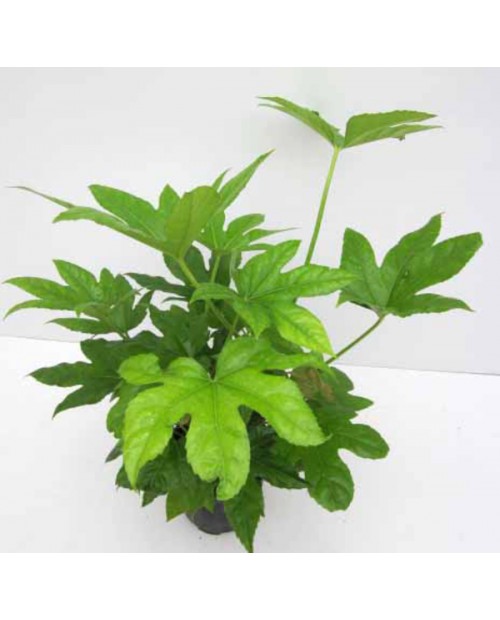 Aralia fatsia japonica m14                        