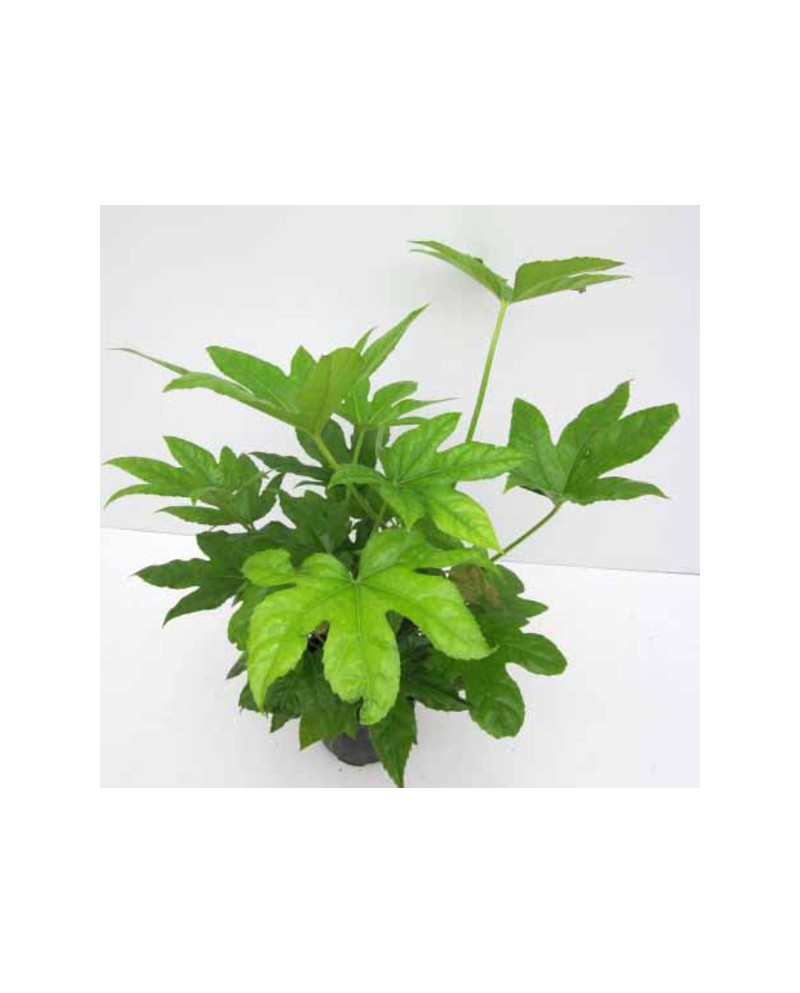 Aralia fatsia japonica m14                        