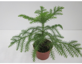 Araucaria 40/50cm 3lt                             