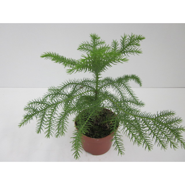 Araucaria 40/50cm 3lt                             