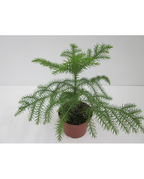 Araucaria 40/50cm 3lt                             