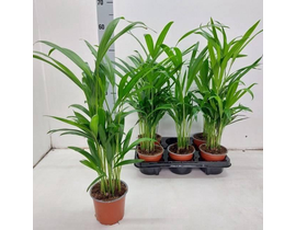 Areca m11                                         