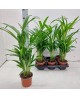 Areca m11                                         