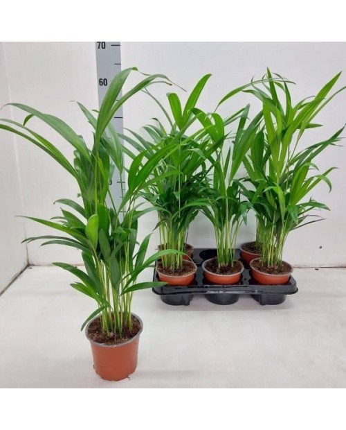 Areca m11                                         