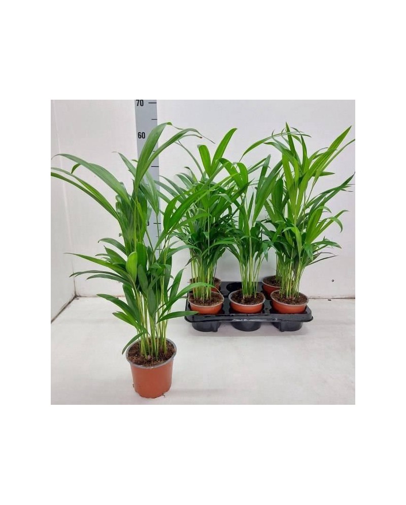 Areca m11                                         