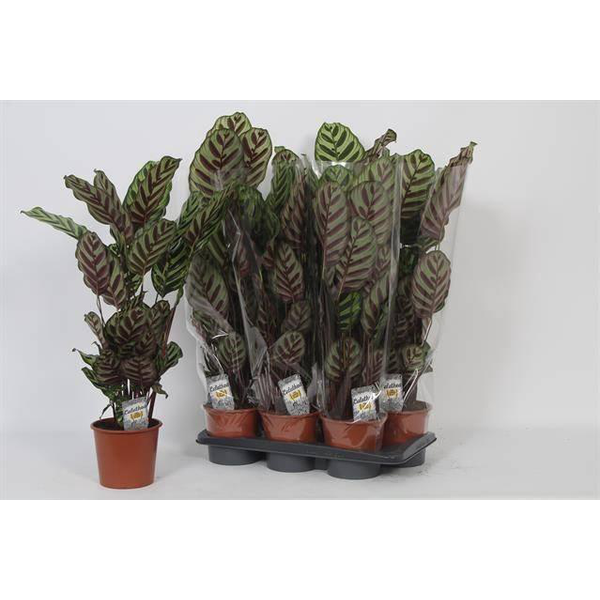 Maranta makoyana 17                               