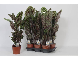 Maranta makoyana 17                               