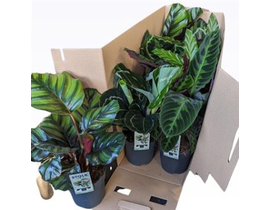 Maranta mixta m14                                 
