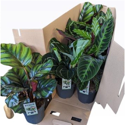 Maranta mixta m14                                 