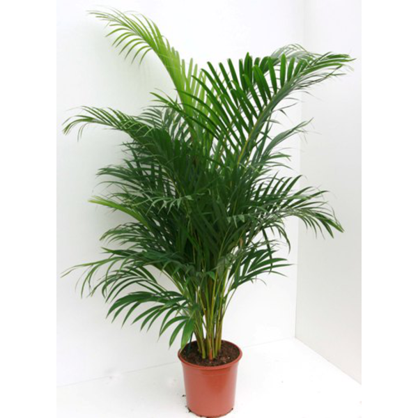 Areca m17 60cm                                    