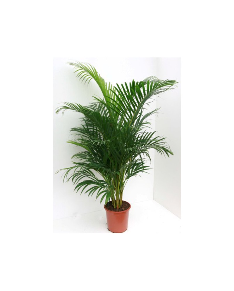 Areca m17 60cm                                    
