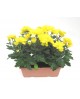 Chrysanthemum jardinera 25cm                      