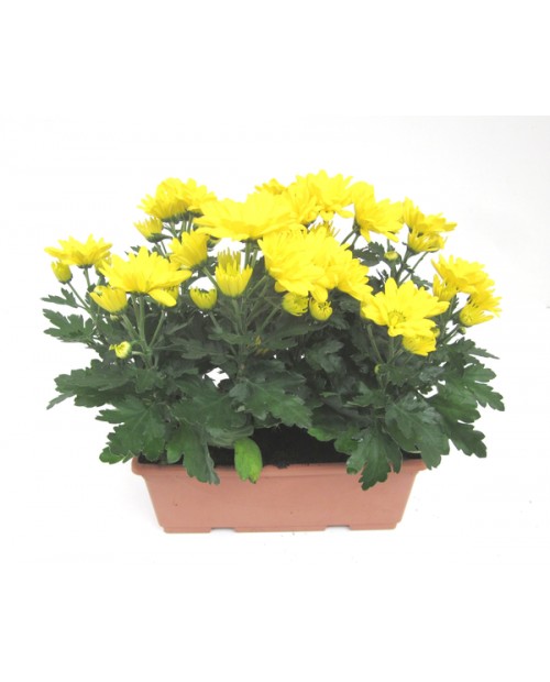 Chrysanthemum jardinera 20cm                      