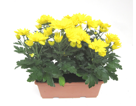 Chrysanthemum jardinera 25cm                      