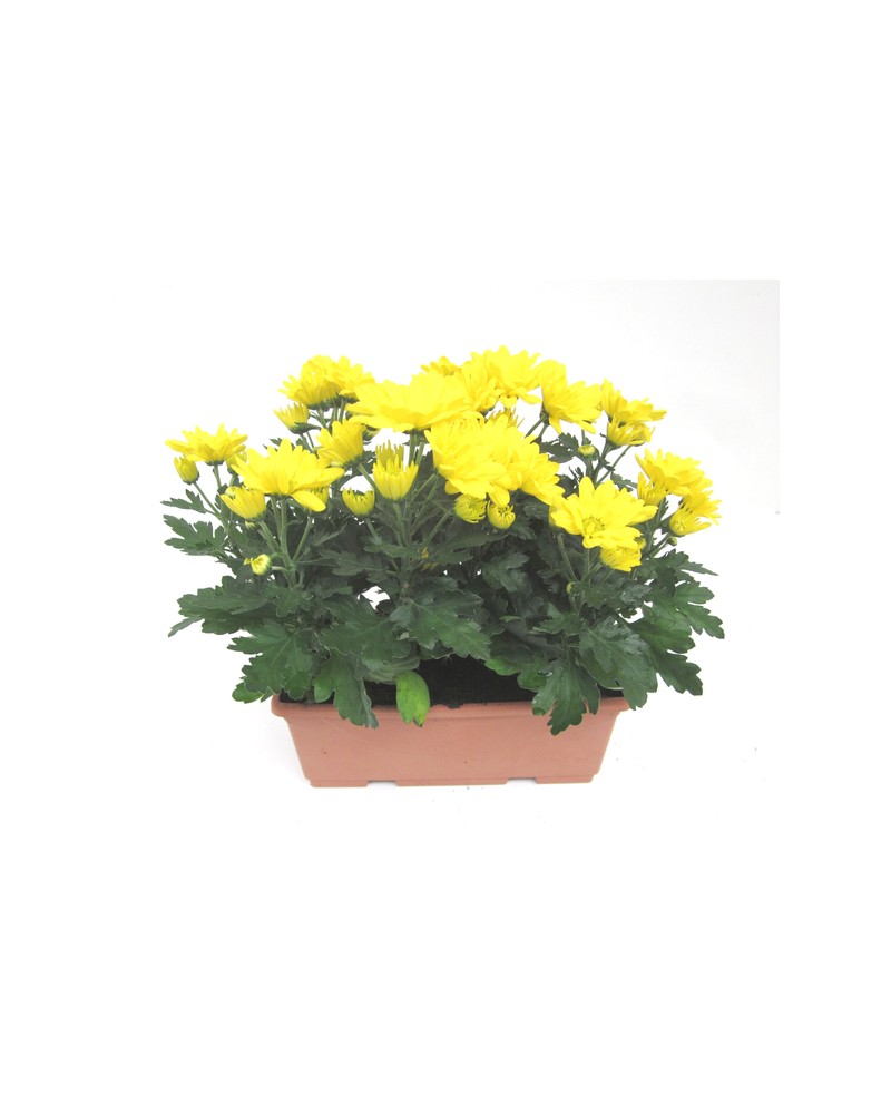 Chrysanthemum jardinera 20cm                      
