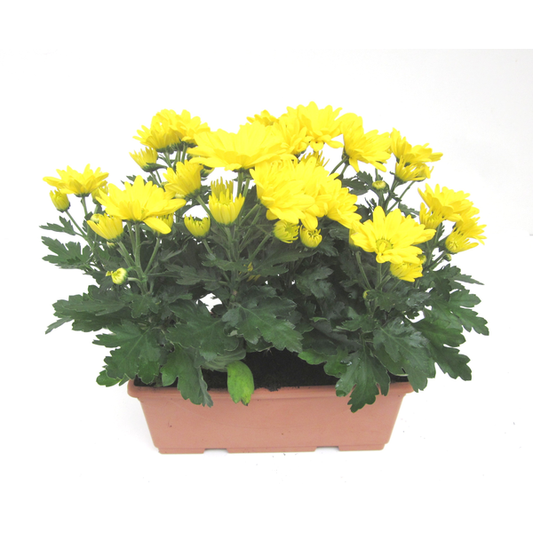 Chrysanthemum jardinera 25cm                      