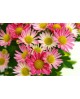 Chrysanthemum jardinera 25cm                      