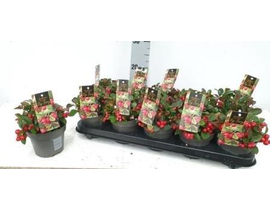 Gaultheria procumbens m10                         