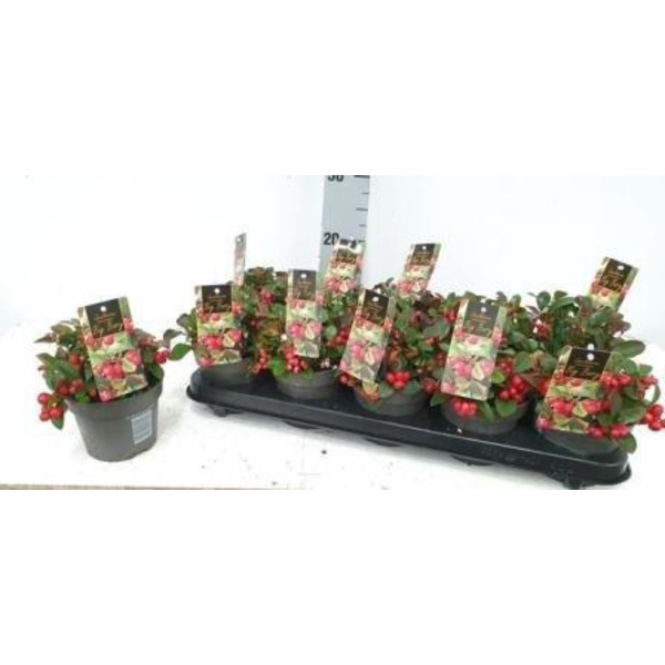 Gaultheria procumbens m10                         