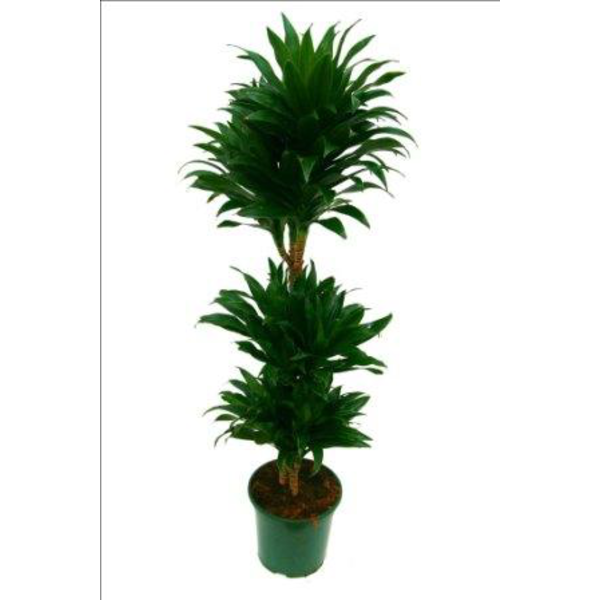 Dracaena compacta 15/30/60 m20                    