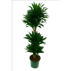 Dracaena compacta 15/30/60 m20                    