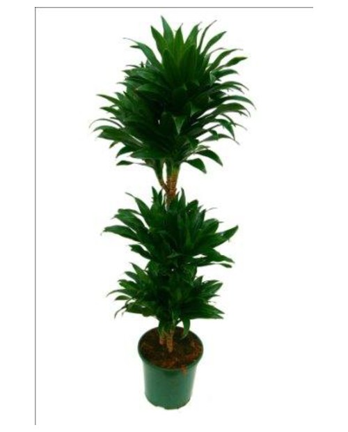 Dracaena compacta 15/30/60 m20                    