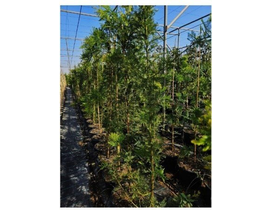 Acacia mimosa injertada (bayleyana) m30 175/200   
