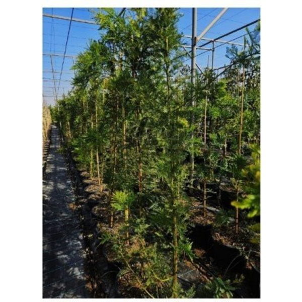 Acacia mimosa injertada (bayleyana) m30 175/200   
