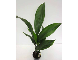 Aspidistra elatior m17                            