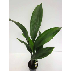 Aspidistra elatior m17                            