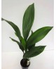 Aspidistra elatior m17                            