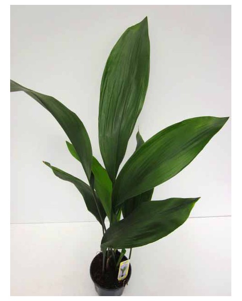 Aspidistra elatior m17                            