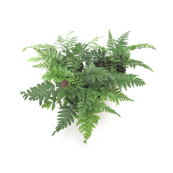 Athyrium filix femina m9                          