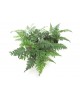 Athyrium filix femina m9                          
