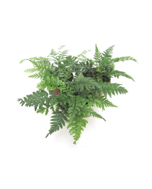 Athyrium filix femina m9                          