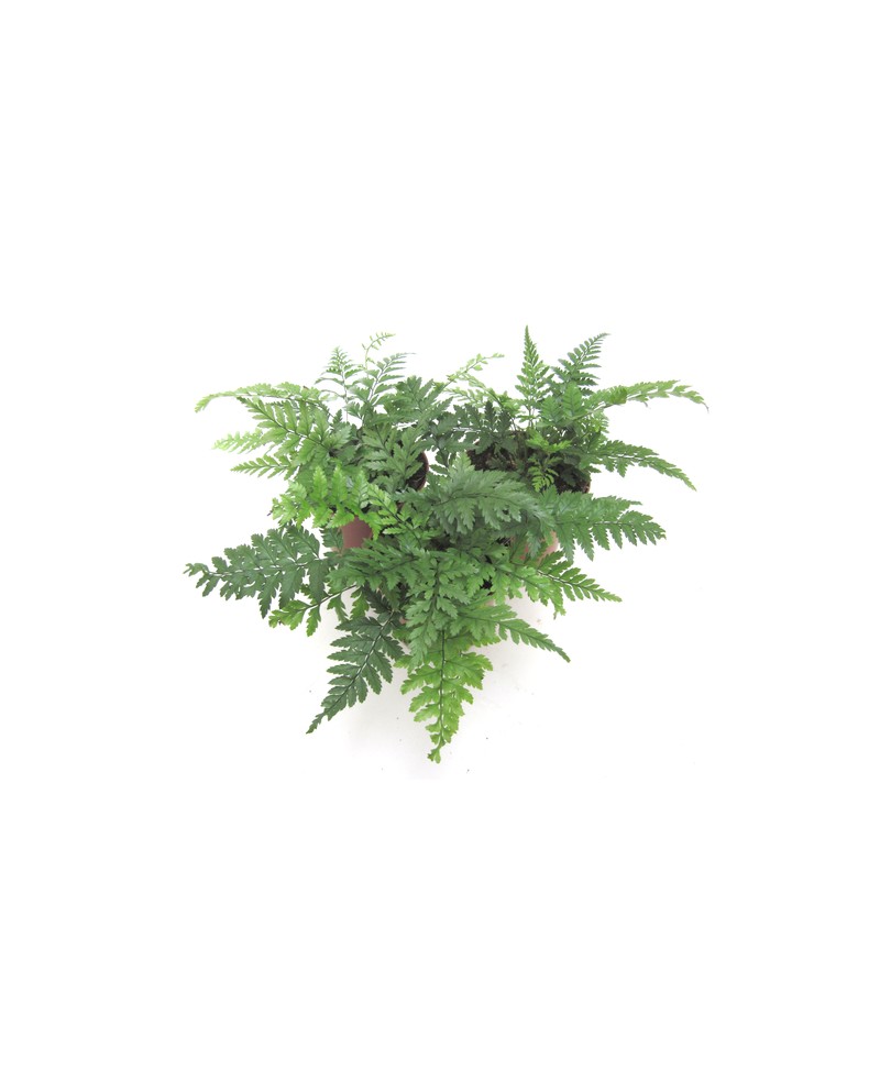 Athyrium filix femina m9                          