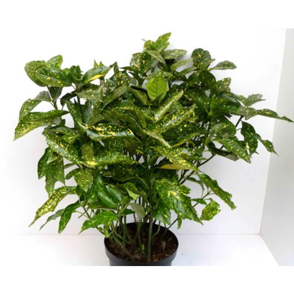 Aucuba japonica m13                               