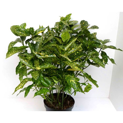 Aucuba japonica m13                               