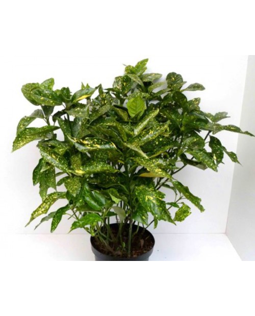 Aucuba japonica m13                               