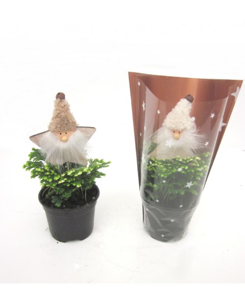 Adorno selaginella m10                            