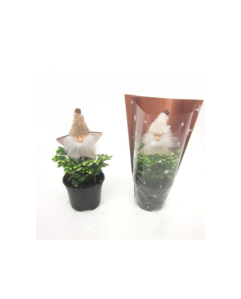 Adorno selaginella m10                            