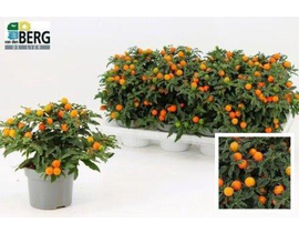 Solanum pseudocapsicum m13                        