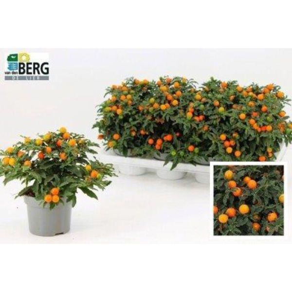 Solanum pseudocapsicum m13                        