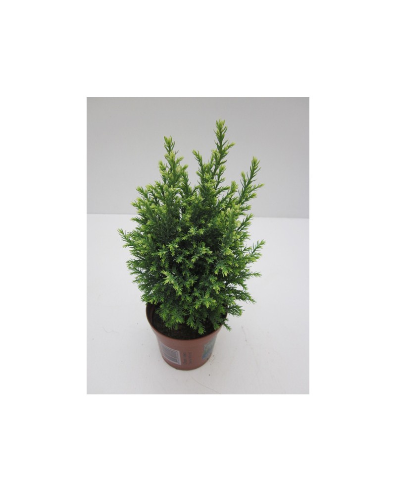 Chamaecyparis snow 13                             